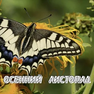 Сергей Грищук - ОСЕННИЙ ЛИСТОПАД