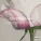 Offer Nissim feat. Maya Simantov - Like A Woman