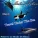 Mickael Tukson - Norway Orcas