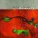 Lisa Gerrard, Pieter Bourke - The Comforter