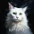 BAYKI - Котейка