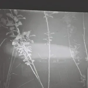 liza v posteli - poison tree