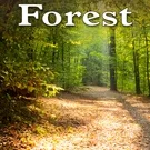 Nature Sounds - Relaxed Forest River Bend Ambience
