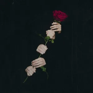 riqol - Роза