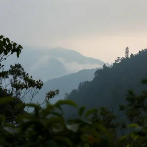 Earth Whisper Library - Forest Stream