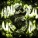 SICXRIUS - MONTAGEM ANACONDA