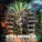 Afrika Bambaataa - Take You Back