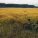 Nature Sounds Nature Music, Deep Sleep, Restless Baby Music - Golden Tranquility