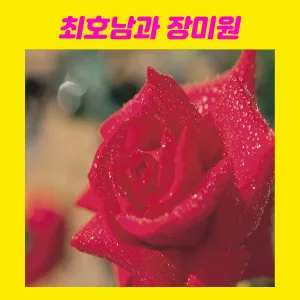 Jang Miwon - The moon is bright, too