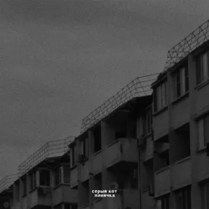 серый кот - паничка