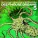 Various Artists - Deep House Dreams, Vol. 5