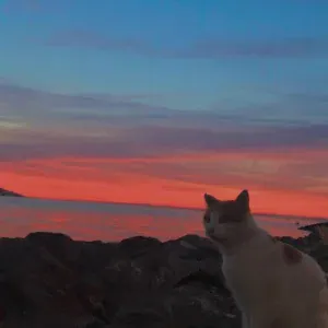 sloppycheesesandwich - Sunsetz