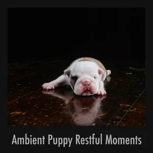Sleep Dog Sleep - Gracious Pet Cuddle Time