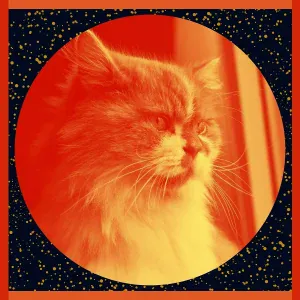 ослепительный Кошачья музыка - Моменты (Милые кошки)