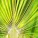 Rhythm of Mankind & Nature - Story of the Sage Oak