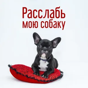 Академия глубокой релаксации - Колыбельная для собак