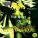 Campogrande - High So High
