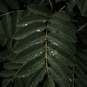 Serenity Garden, Loopable Rain Sounds, Meditação Clube - Sound of Love