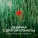 Акустический проект - Осколки