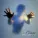 Sharapov, Girls Like You - Crazy
