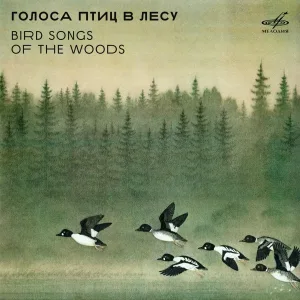 Turdus merula - Чёрный дрозд