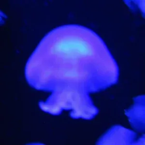 0x3 - Par