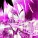 DJ UNIVXRSEL - xdXDxd