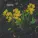 М - Саламандра
