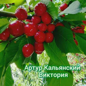 Артур Кальянский - Виктория