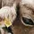 FRIENDLY THUG 52 NGG - COW