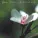 Brian Crain - A Simple Life