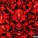 Panzêhir, revenge, FLEXYYSANCHEZ - İN THİS SONG EVERYONE DİES