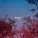 TRITICUM - Wrong