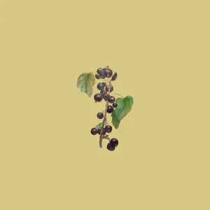Rapatu - Чёрная Смородина