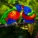 ASMR Sounds of the Forest - Sounds of Birds Chirping, Loopable