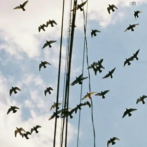David Chief - Bird's Eye