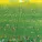 Chris Rea - Tennis