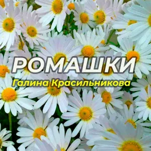 Галина Красильникова - Ромашки