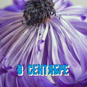 Сергей Грищук - СТРАННИК