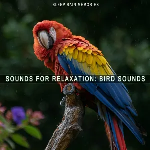 Sleep Rain Memories - Static Bird Chirps
