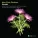 John Eliot Gardiner feat. Monteverdi Choir - Handel: Funeral Anthem for Queen Caroline, HWV 264 "The Ways of Zion Do Mourn": IX. Chorus. "Their b