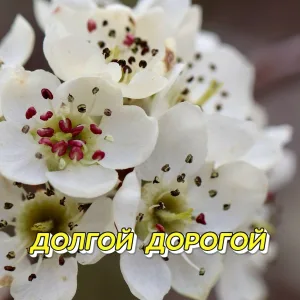 Сергей Грищук - Я СЛУШАЛ ДОЖДЬ