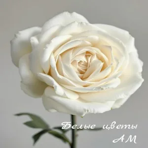 АМ - Белые цветы