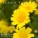 One hour music - Field of Daisies