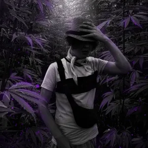 GOYARDEE - Hollyweed