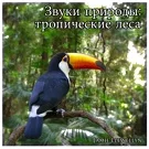 Jamie Llewellyn - Звуки природы: тропические леса