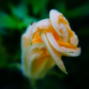 Love Letter - Any Bloom