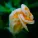 Love Letter - Any Bloom