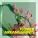 Tex Ritter - Green Grows the Lilacs