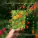 Unis Abdullaev - Spring Time